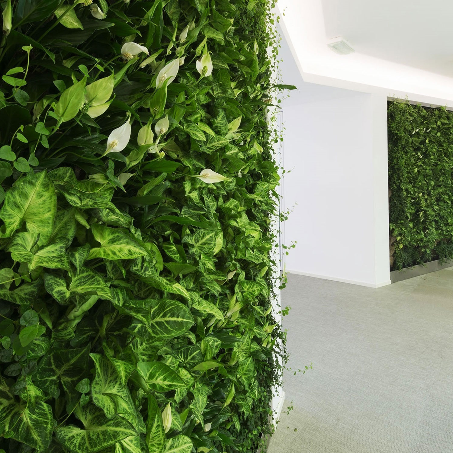 Living Walls