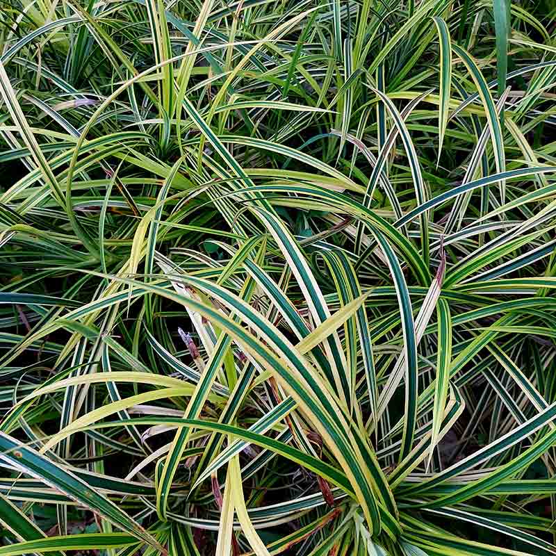  Carex oshimensis ''Evergreen'